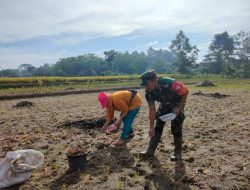 Dukung Swasembada Pangan, Babinsa Serma Yonanda Turun ke Sawah Tanam Jagung di Blitar