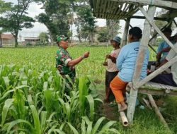 Dukung Ketahanan Pangan, Babinsa Koramil Garum Komsos Bareng Poktan Margo Utomo Blitar