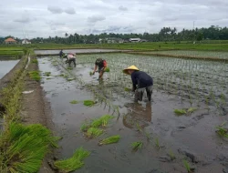 Semangat Ketahanan Pangan di Jambewangi, Babinsa dan Poktan Tani Makmur Kompak Tanam Padi