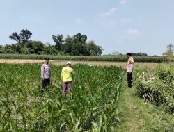 Hasil Perawatan Maksimal! Polsek Bandar Kedungmulyo Cek Lahan Subur Jagung Pucangsimo