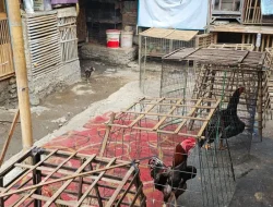Polres Jakpus Selidiki Isu Sabung Ayam di Kemayoran, Polisi Pastikan Tak Ada Praktik Perjudian