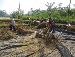 Kawal Ketahanan Pangan Desa Sambigede, Babinsa Koramil 0808/11 Binangun Ikut Turun Panen Padi