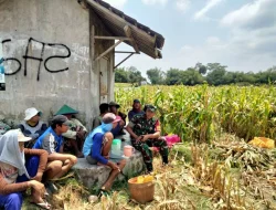 Perkuat Kemanunggalan TNI-Rakyat, Babinsa Koramil 0808/03 Kanigoro Pendampingan Panen Jagung di Satrean