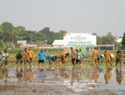 Dukung Ketahanan Pangan, Koramil 12/Wlingi dan Poktan Abadi Gelar Tanam Padi Serentak Merdeka