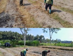 Dukung Ketahanan Pangan, Sertu Harianto Dampingi Petani Penyiapan Lahan Sawah Di Desa Ngoran