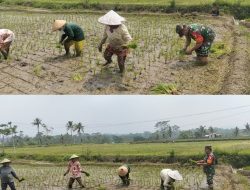 Mantapkan Swasembada Pangan, Serka Abdul Salam Mendampingi Petani Ngadirenggo Tanam Padi