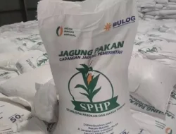 Jaga Pasokan Pakan, Bulog Sumut Salurkan 1.350 Ton Jagung SPHP ke Peternak Ayam