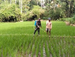Babinsa Kedungbanteng Dampingi Petani Merawat Sawah Warga Wujudkan Ketahanan Pangan