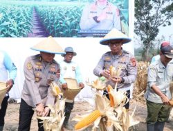 Dukung Ketahanan Pangan Nasional, Ditlantas Polda Banten Panen Raya 12 Ton Jagung di Serang!