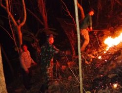Kebakaran Hutan Jati Perhutani di Blitar Hanguskan 2 Hektar Lahan, Api Berhasil Dipadamkan Warga dan TNI