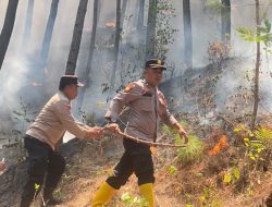 Lahan Pinus Gunung Limas Terbakar, Petugas Terjang Medan Terjal Demi Pemadaman Manual