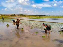 Wujud Kemanunggalan TNI dan Rakyat, Babinsa Koramil Koramil 0808/09 Sutojayan Turun Bantuan Ketahanan Pangan